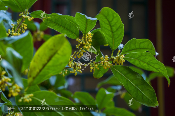 桂花