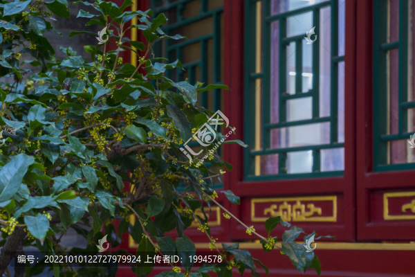 桂花