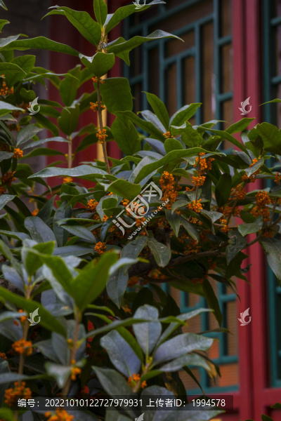 桂花