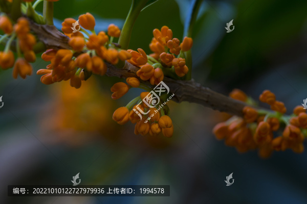 丹桂