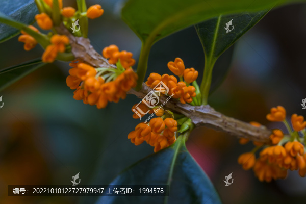 丹桂