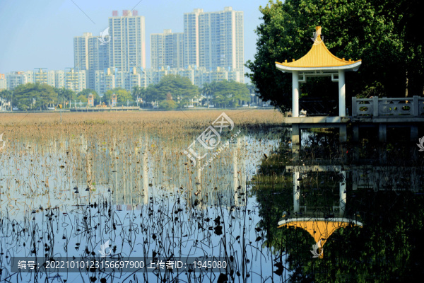 東莞橋頭蓮湖風(fēng)光
