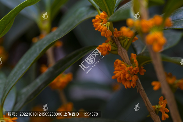 丹桂