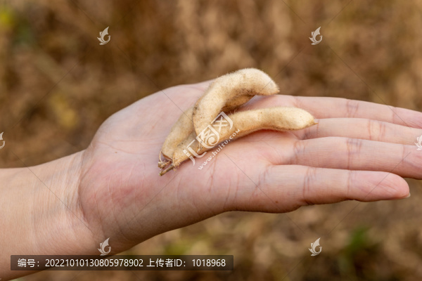 豆莢