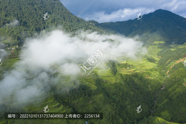 貴州梯田云霧