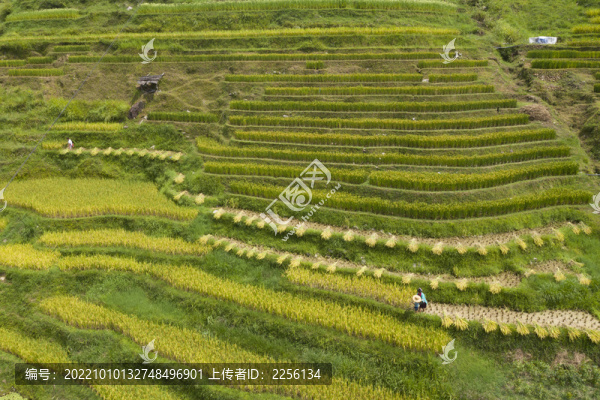 山區(qū)收割稻谷