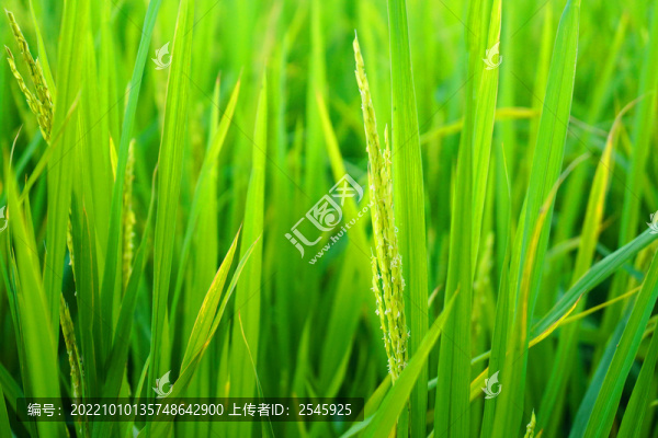 稻田