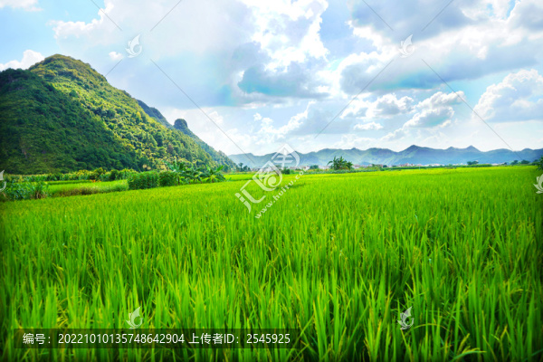 稻田