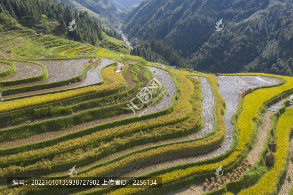 山區(qū)稻田梯田風(fēng)光