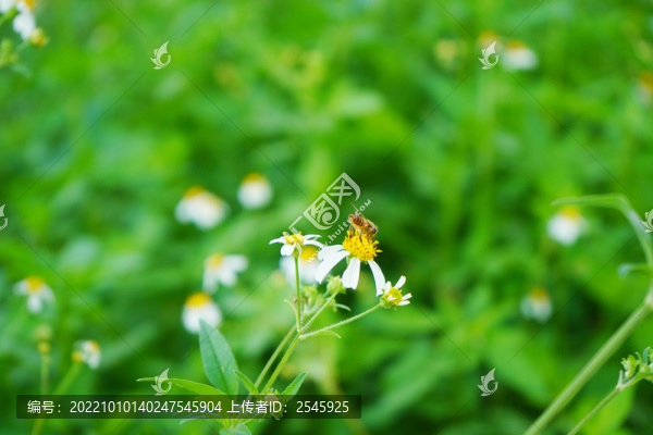 蜜蜂采蜜