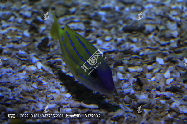 刺尾魚