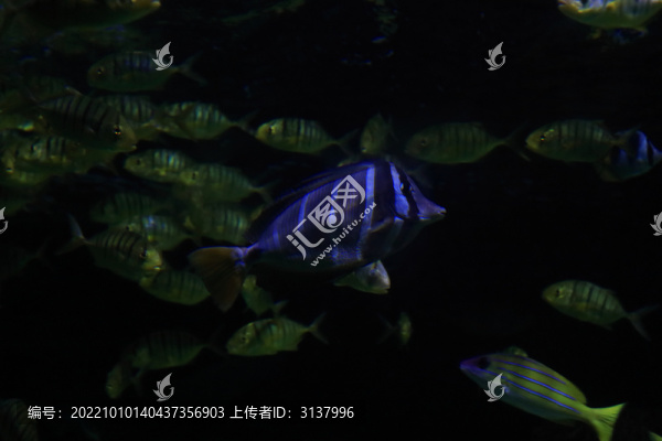 月眉蝶魚