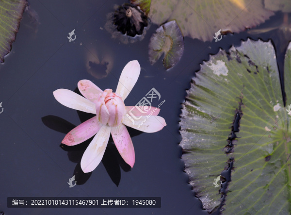 睡蓮花朵
