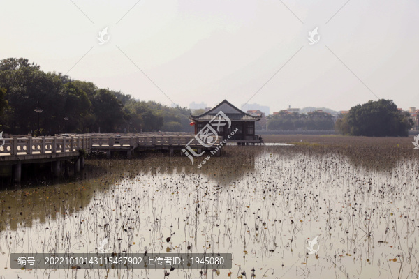 東莞橋頭蓮湖冬季風(fēng)光
