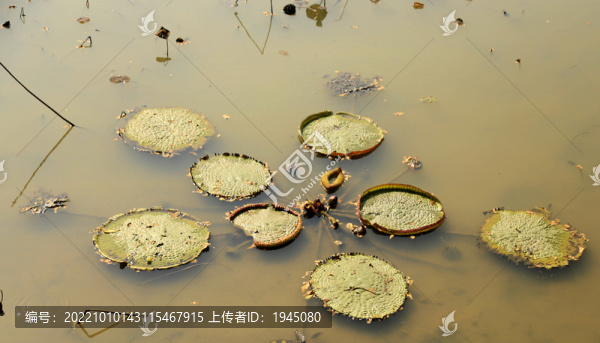 水面王蓮