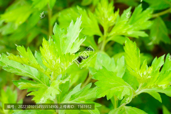 艾草