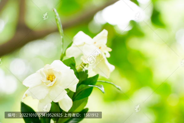 梔子花