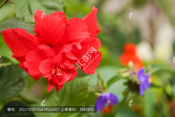 朱瑾