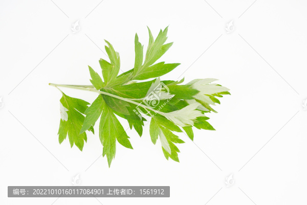 艾草