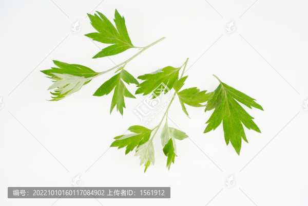 艾草