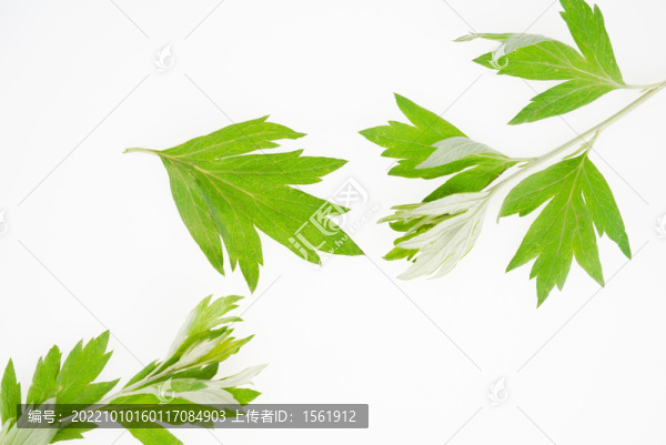 艾草