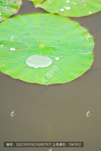 露珠露水荷葉
