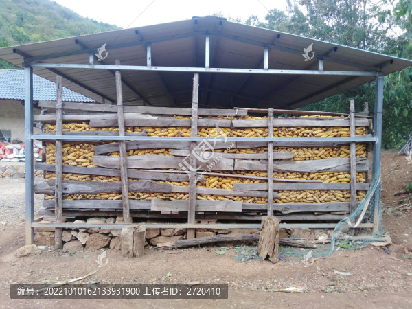 玉米屯