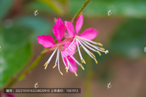 山桃草