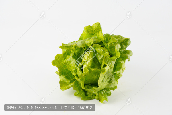 生菜