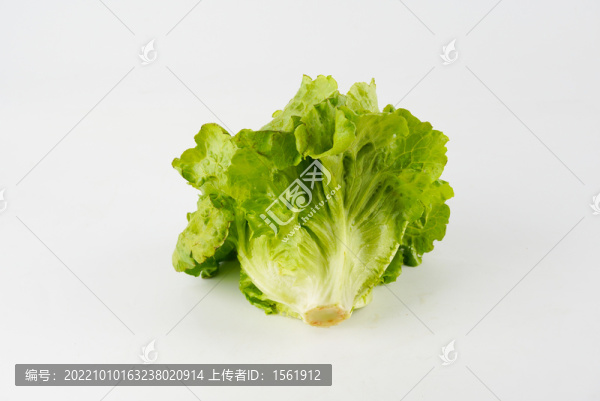 生菜