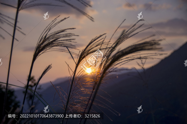日落夕陽下的蘆葦