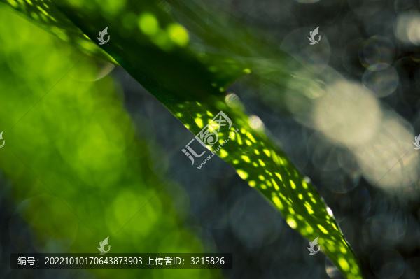 樹葉綠葉光影