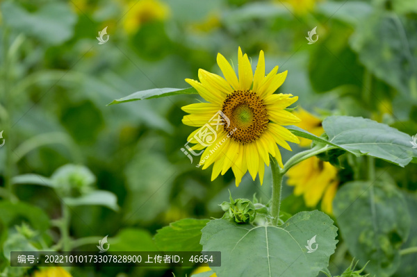 向日葵