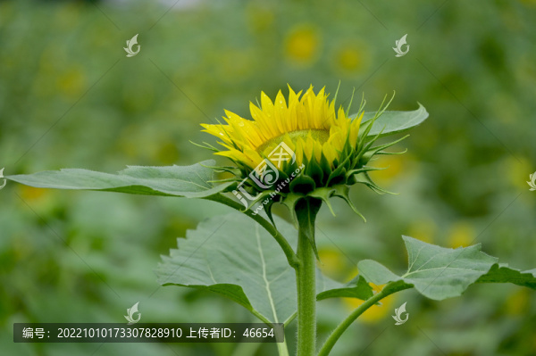 向日葵
