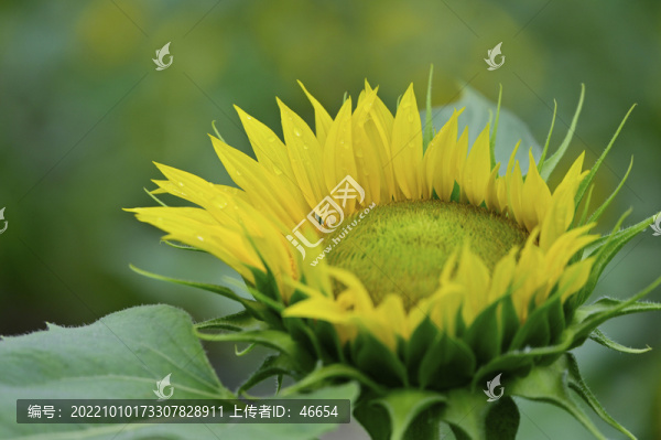 向日葵