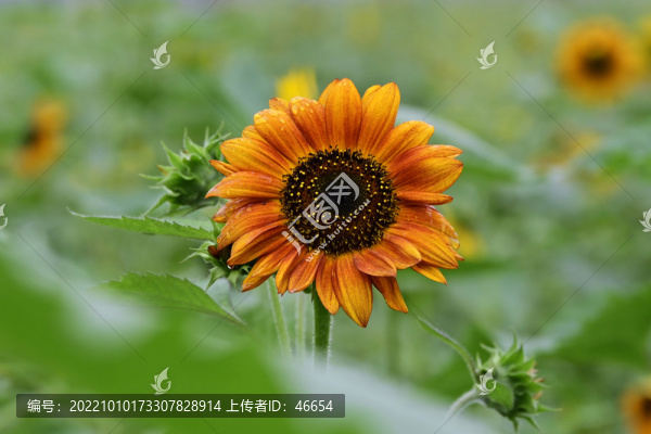 向日葵