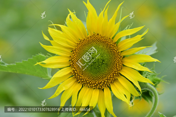 向日葵