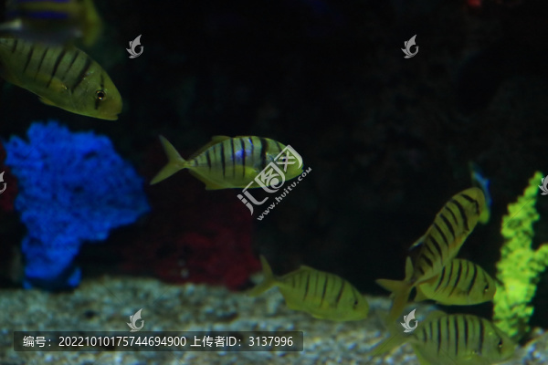 豆娘魚