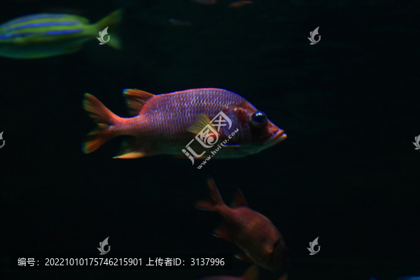 阿爾銀雙劍雙劍孔雀魚