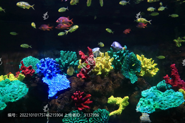 水族館魚群