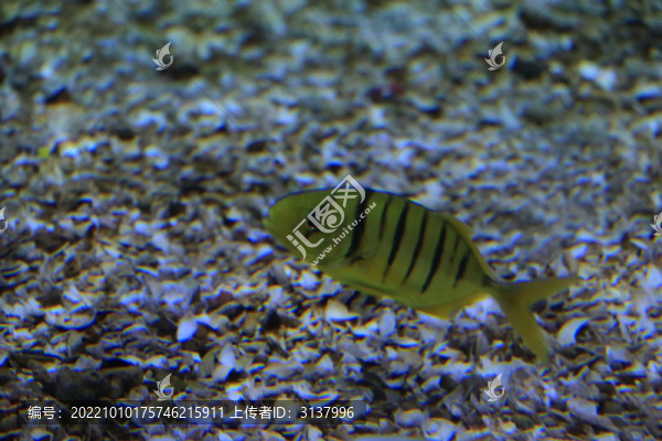 豆娘魚