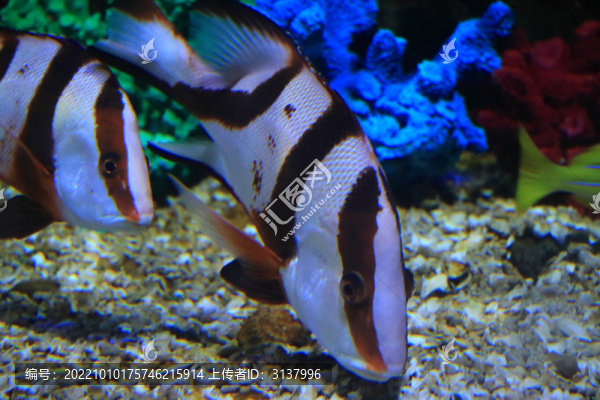 月眉蝶魚(yú)