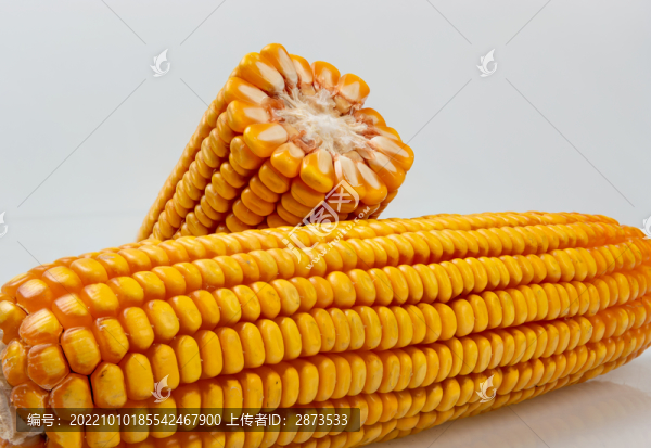玉米棒真實(shí)照片高清
