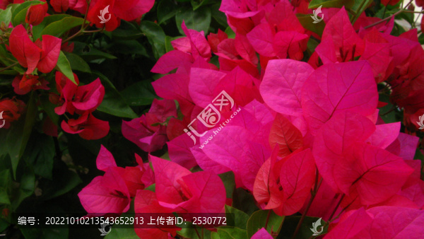 葉子花