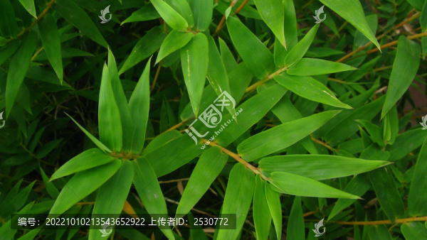 鳳尾竹