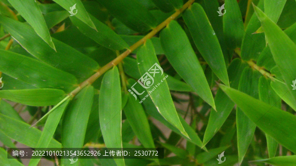 鳳尾竹