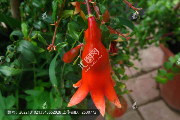 石榴