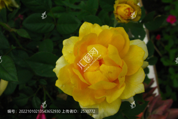月季花