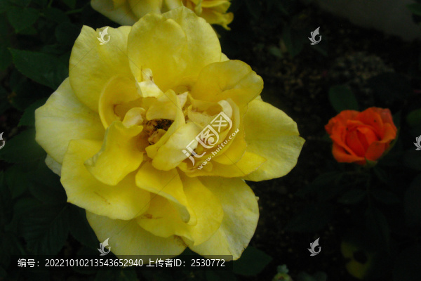 月季花