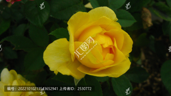 月季花
